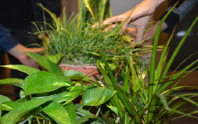 zensitiveGarden Homepage